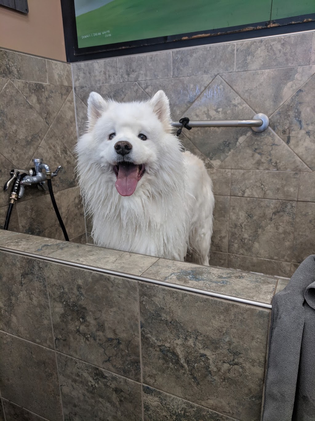 Pet Valu | 1400 Ottawa St S, Kitchener, ON N2E 4E2, Canada | Phone: (519) 579-3647
