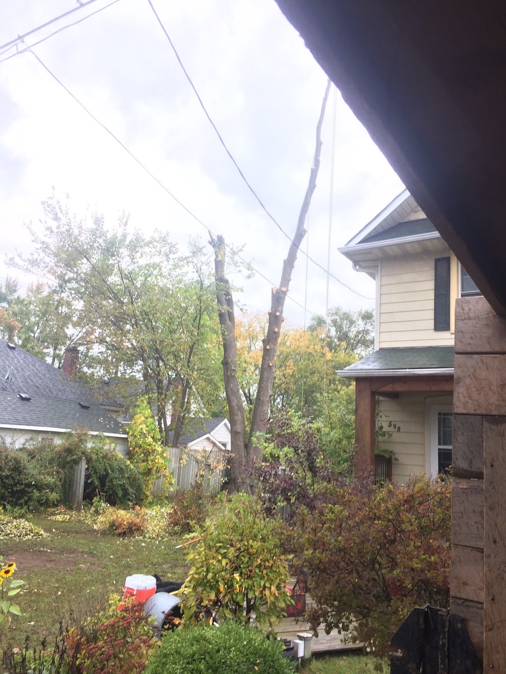 REDWAL Tree Service | 44 Riverview Dr, Omemee, ON K0L 2W0, Canada | Phone: (705) 768-2855