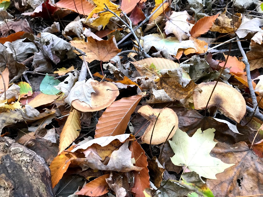 Steckle Woods | Kitchener, ON N2C 2G2, Canada