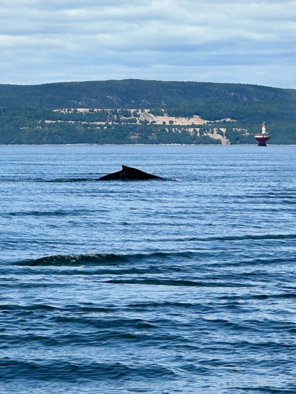 Croisieres Essipit | 46 Rue de la Réserve, Les Escoumins, QC G0T 1K0, Canada | Phone: (418) 233-2266