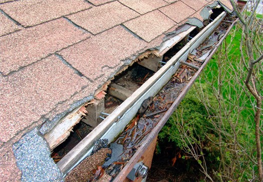 AAA Wildlife Control | 7228 Winston St, Burnaby, BC V5A 2G9, Canada | Phone: (604) 685-6888