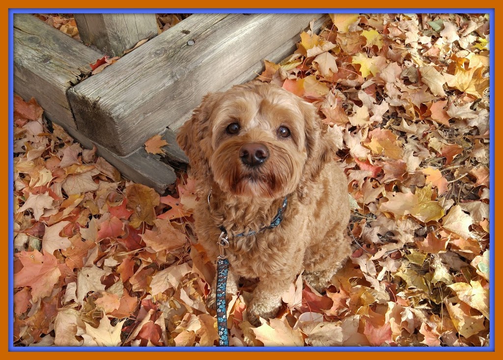 Leash and Keys | 351 Pinegrove Rd, Oakville, ON L6K 3P8, Canada | Phone: (905) 599-1936