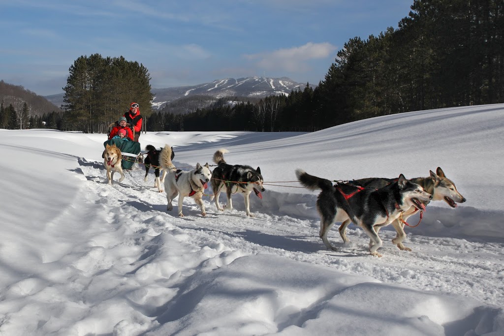 Mont-Tremblant Dogsledding | 121 Chemin de lAlbatros, Mont-Tremblant, QC J8E 1S1, Canada | Phone: (819) 681-5519