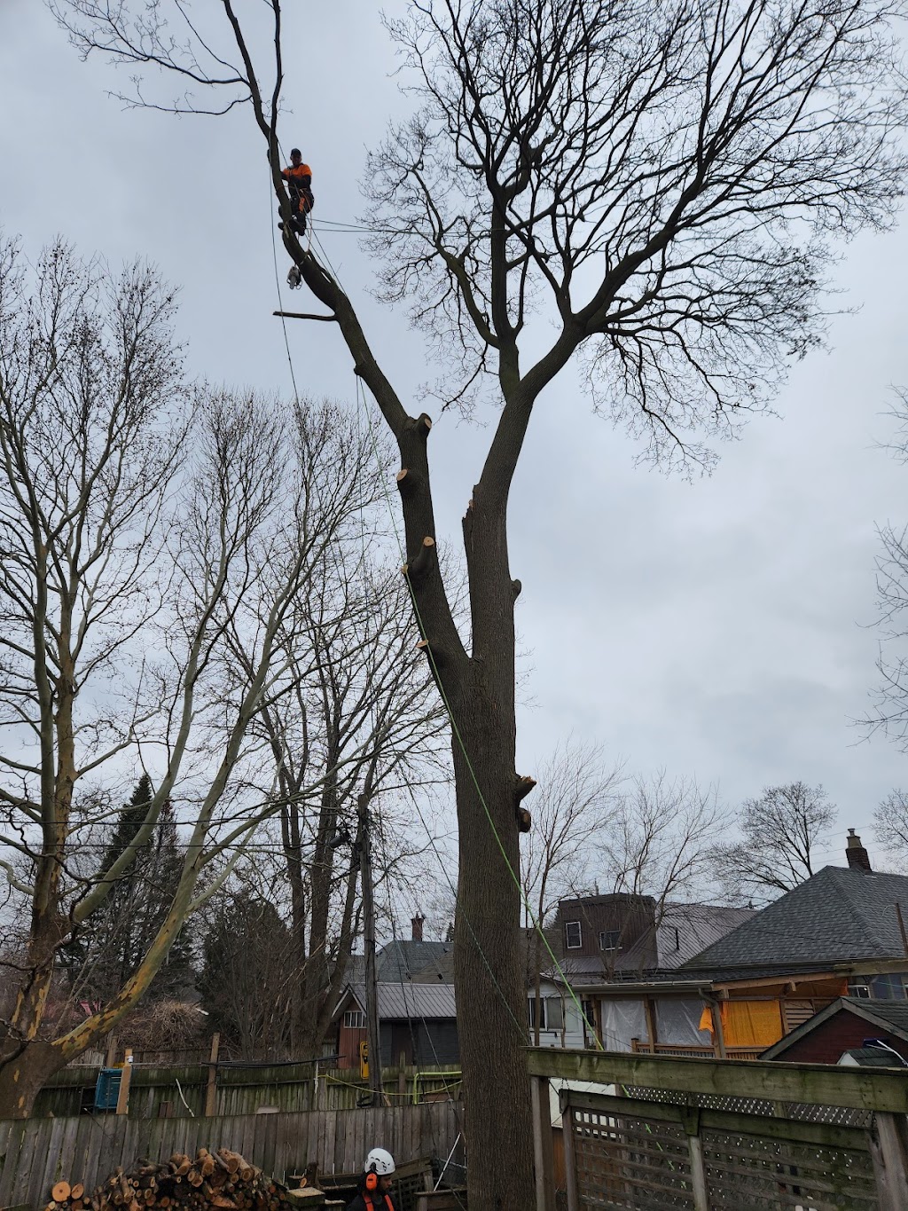 Family Tree Arborists | 693, Talmill Towers, 304 Talbot St, London, ON N6A 2T7, Canada | Phone: (519) 520-0806