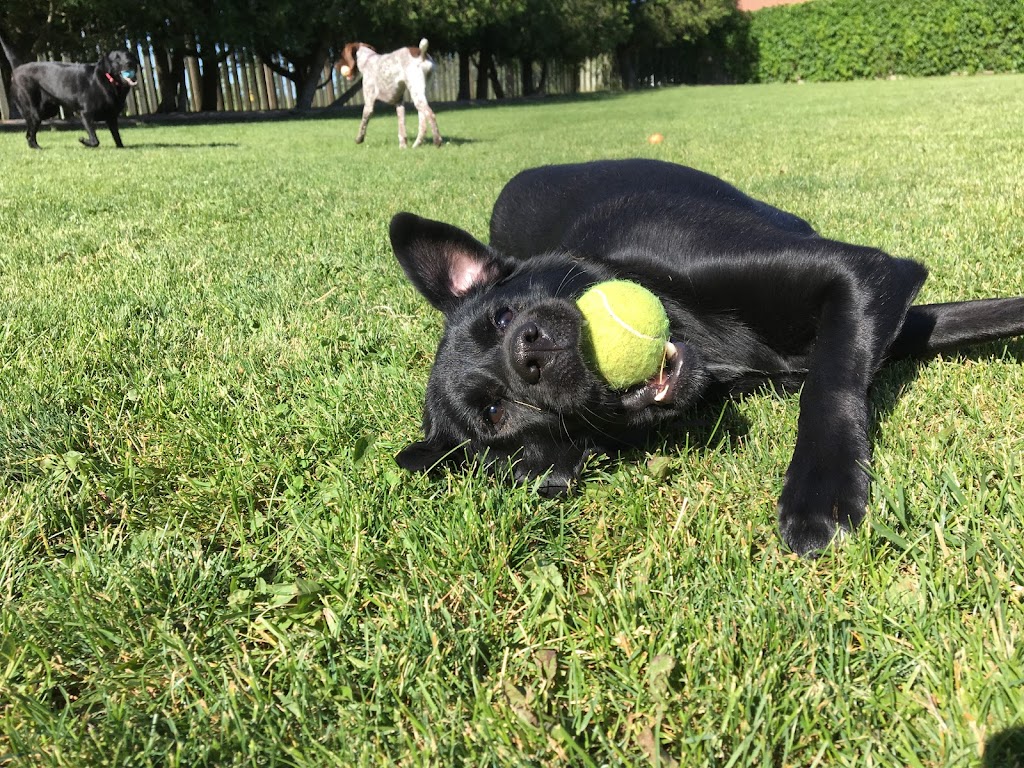 Rovers Ranch Dog Daycare and Boarding | 212 Norfolk St, Stratford, ON N5A 3Z2, Canada | Phone: (519) 271-5121