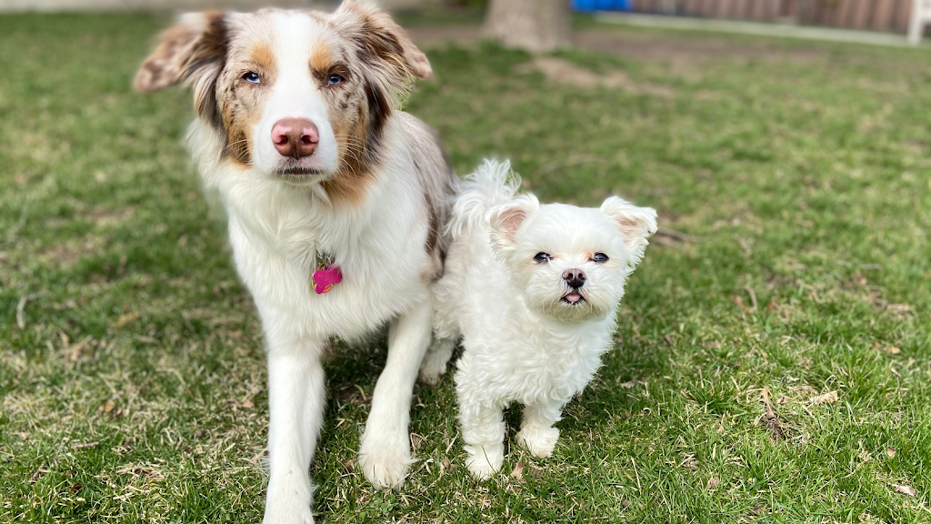 PawPal Adventures Pet Services | 30 Brixham Terrace, Toronto, ON M3M 2S1, Canada | Phone: (647) 444-3657