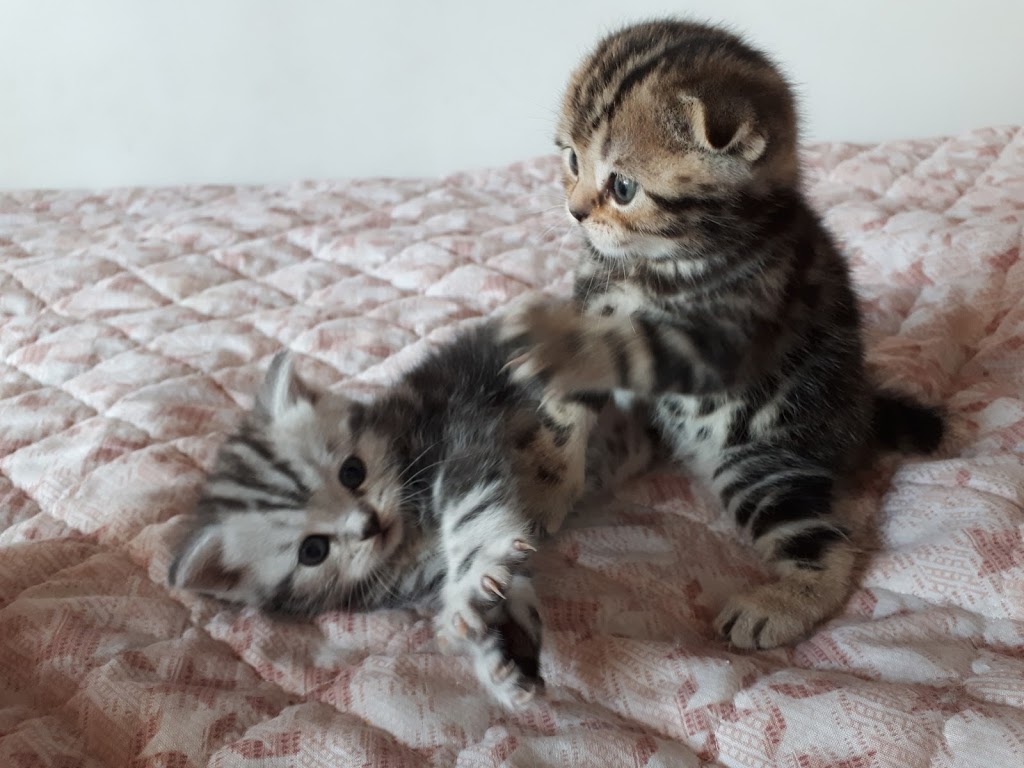 Scottish Cats of Montreal Lutus cattery | 5475 Avenue Westminster, Côte Saint-Luc, QC H4X 2A4, Canada | Phone: (438) 998-7057