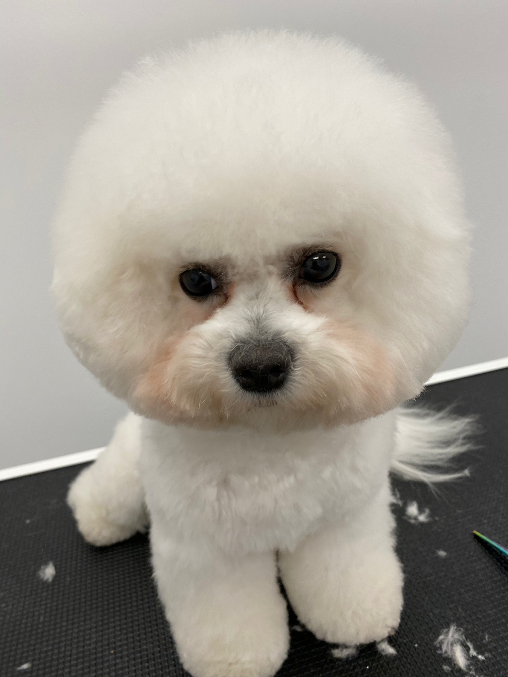 Pawllywood Pet Grooming | 1 Raymerville Dr #3a, Markham, ON L3P 5J5, Canada | Phone: (905) 209-0680