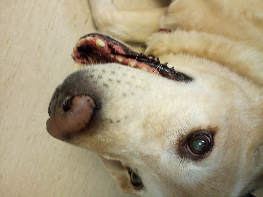 Southside Animal Clinic | 1509 Commissioners Rd E, London, ON N6M 1C6, Canada | Phone: (519) 649-1900