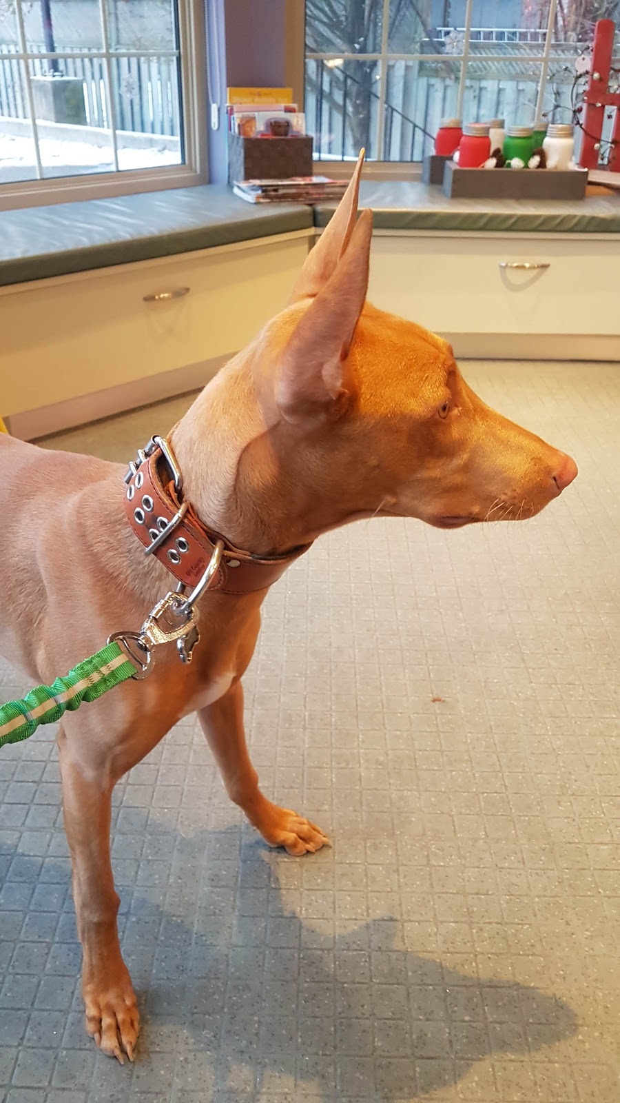 Bridge Street Veterinary Hospital | 370 University Avenue East #101, Waterloo, ON N2K 3N2, Canada | Phone: (519) 746-7557