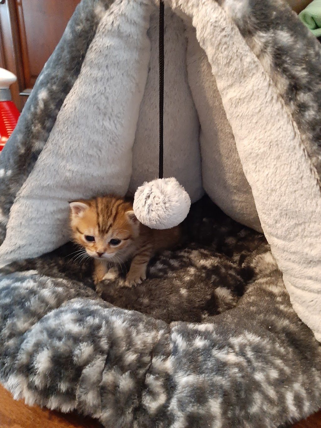 PetSmart | 285 Geneva St G5, St. Catharines, ON L2N 2E9, Canada | Phone: (905) 378-0500
