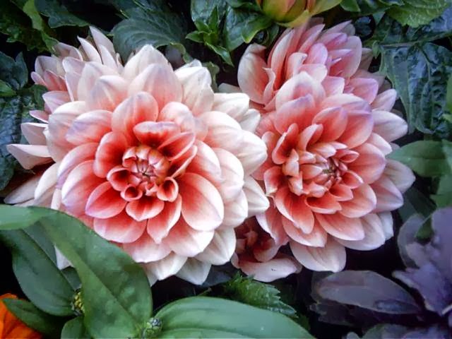 Generation Gardening | 200 Elizabeth St S, Brampton, ON L6Y 1S1, Canada | Phone: (647) 449-0781
