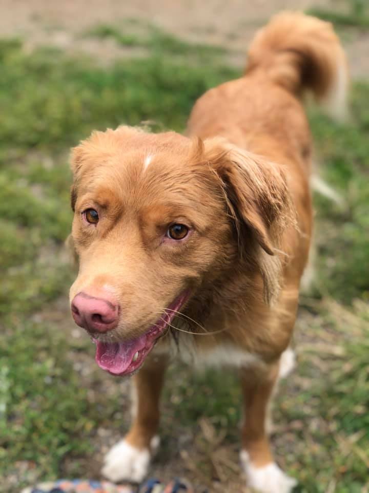 Canine Harmony | 17778 24 Ave, Surrey, BC V3S 9V2, Canada | Phone: (604) 757-1787