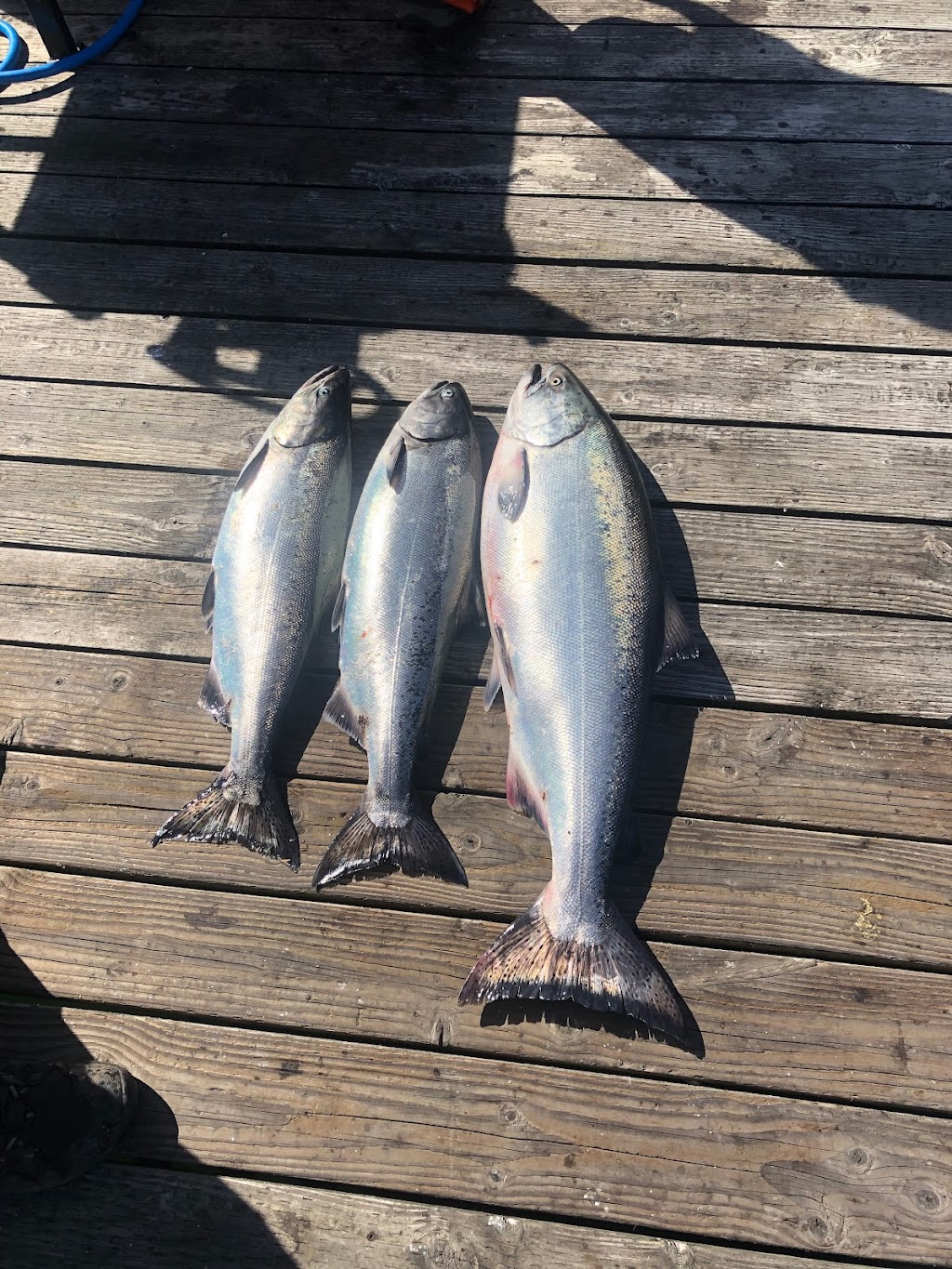 Fijian Son Fishing Charters | 4901 East Sooke Road, Victoria, BC V9Z 1B6, Canada | Phone: (250) 217-7737