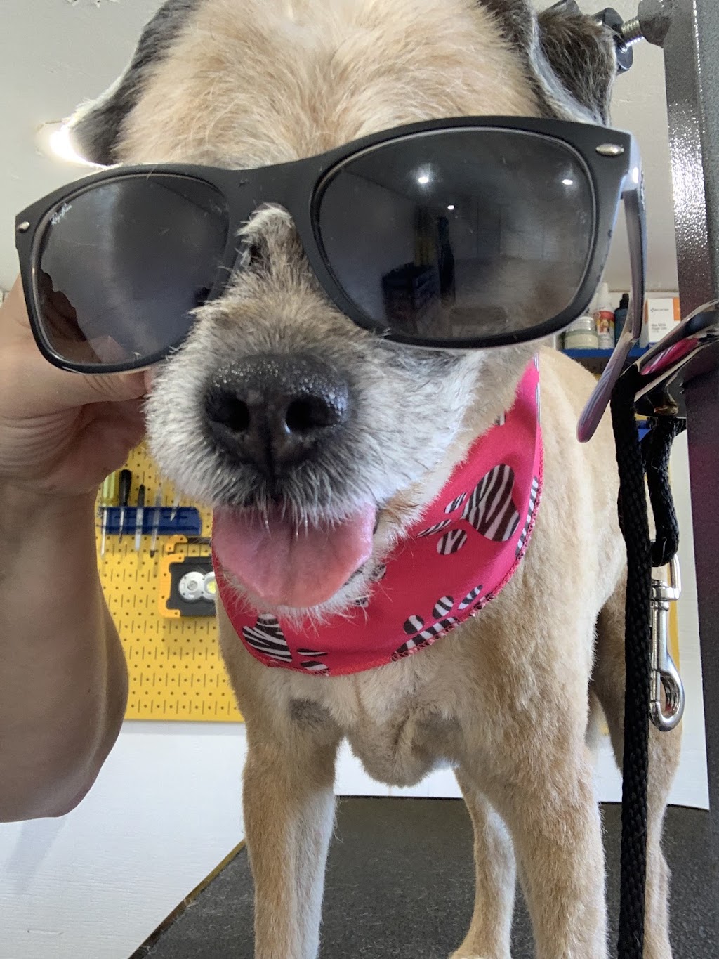 Country Fields Grooming Studio | 1733 Simcoe County Rd 27, Schomberg, ON L0G 1T0, Canada | Phone: (289) 970-0770