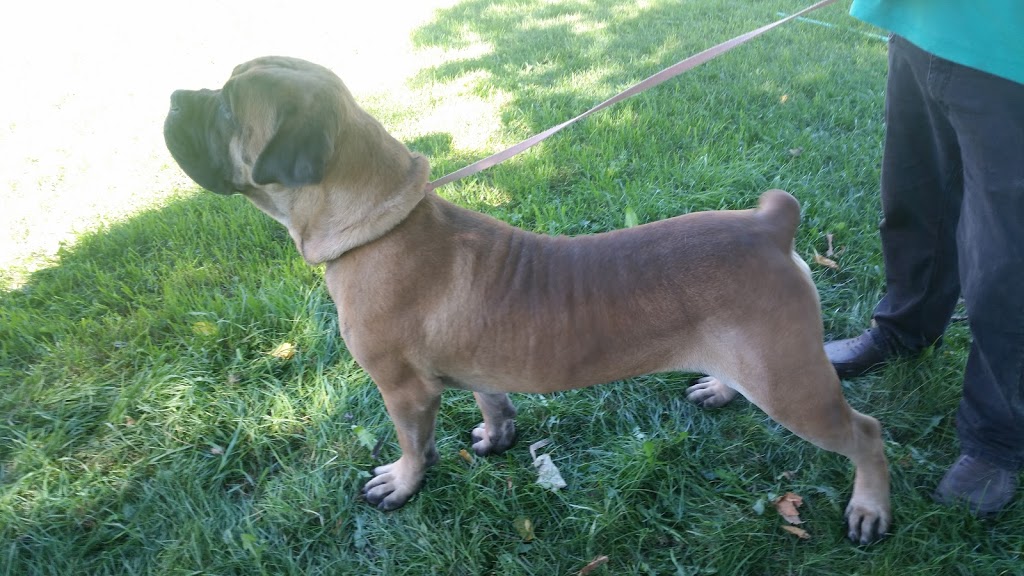 Marubi Kennels | 1706 Moore Dr, Cavan, ON L0A 1C0, Canada | Phone: (705) 868-2054