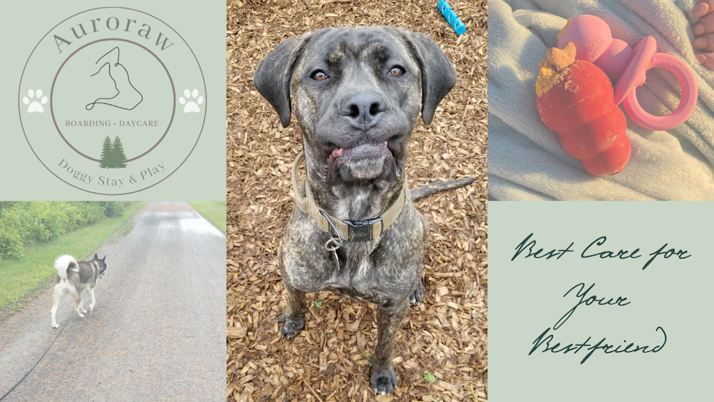 Auroraw Doggy Stay and Play Dog Boarding + Daycare | 8131 NB-126, Harcourt, NB E4T 2Z7, Canada | Phone: (519) 721-3991