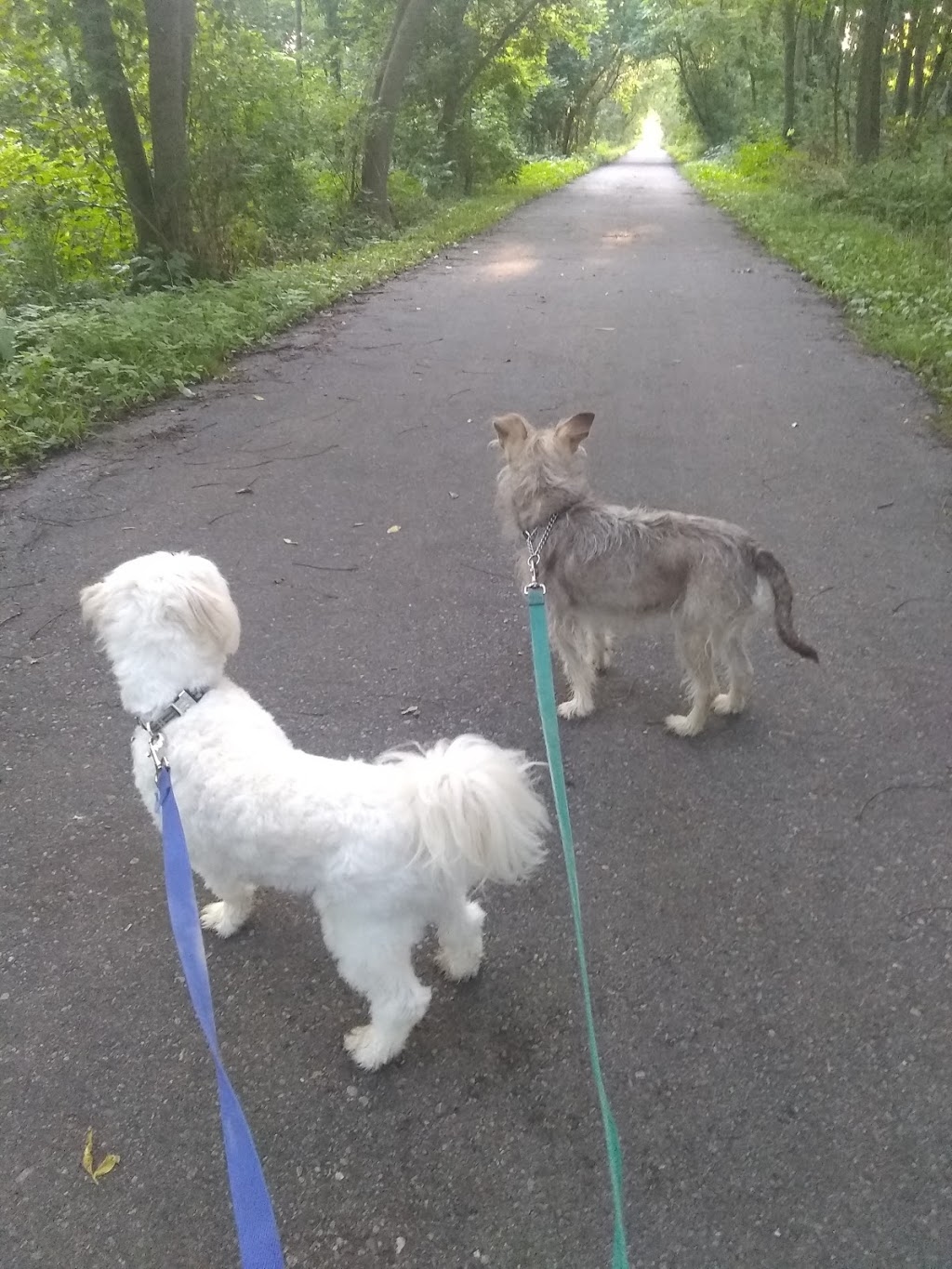 Brantford Pet Sitter | 25 Killarney St, Brantford, ON N3T 6L4, Canada | Phone: (647) 606-3647