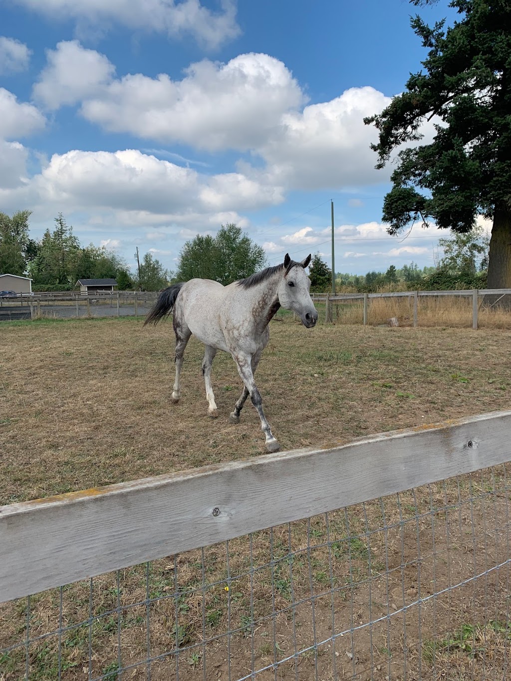 Bekevar Farms | 2863 240 St, Langley, BC V2Z 1N3, Canada | Phone: (778) 999-2692