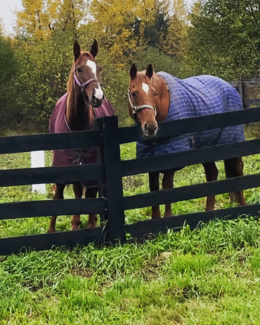 SV Equestrian International Inc | 13719 First Line Nassagaweya, Moffat, ON L0P 1J0, Canada | Phone: (519) 215-6613