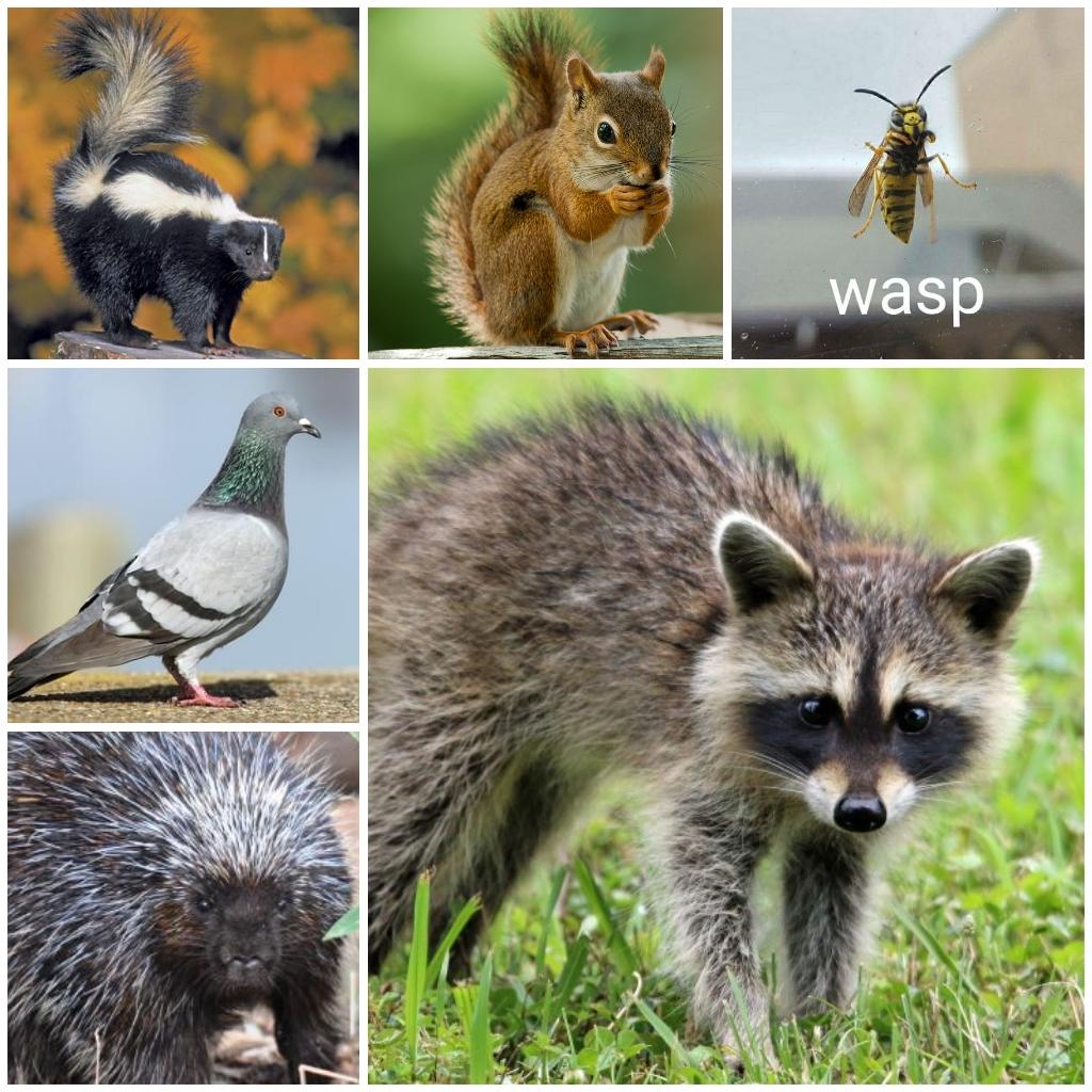 Lex Affordable Pest Control | 411 1717 60 St SE, Calgary, AB T2A 7Y7, Canada | Phone: (403) 466-1499