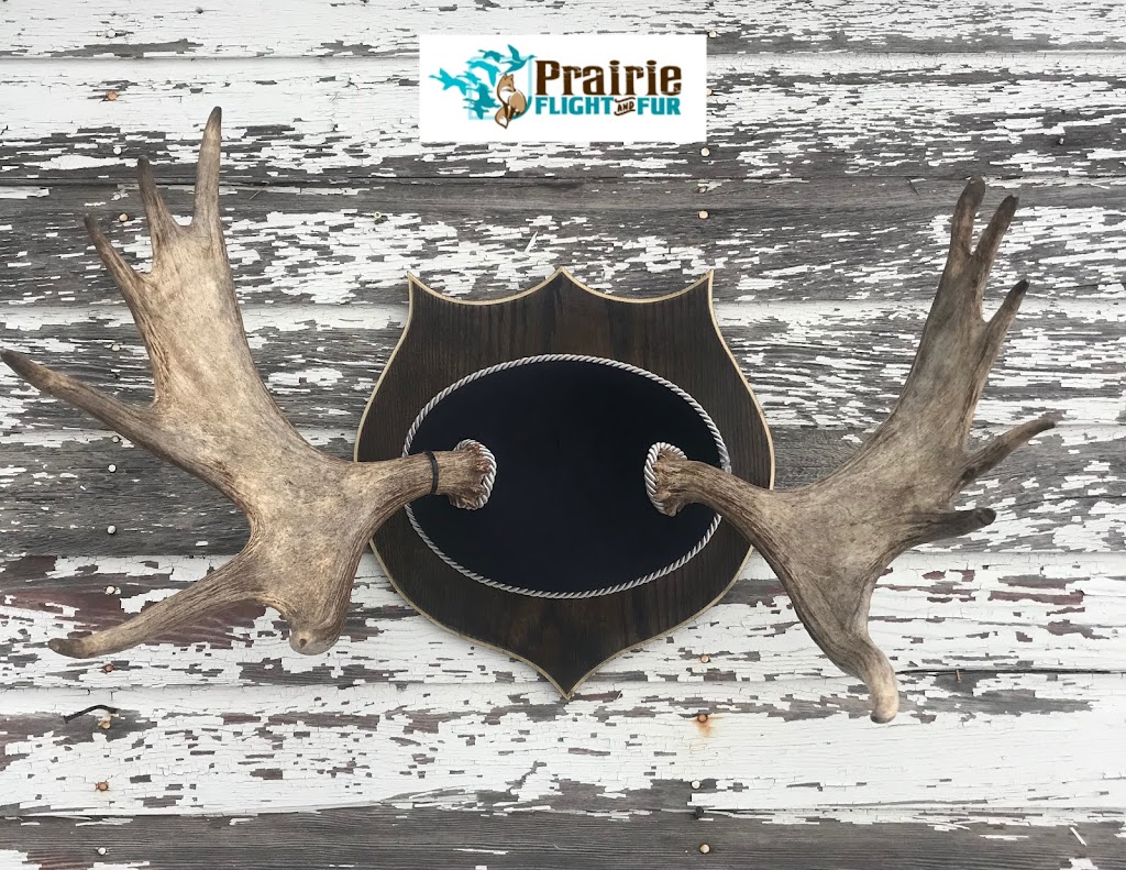 Prairie Flight and Fur Taxidermy | Box 94, Jansen, SK S0K 2B0, Canada | Phone: (306) 365-7721