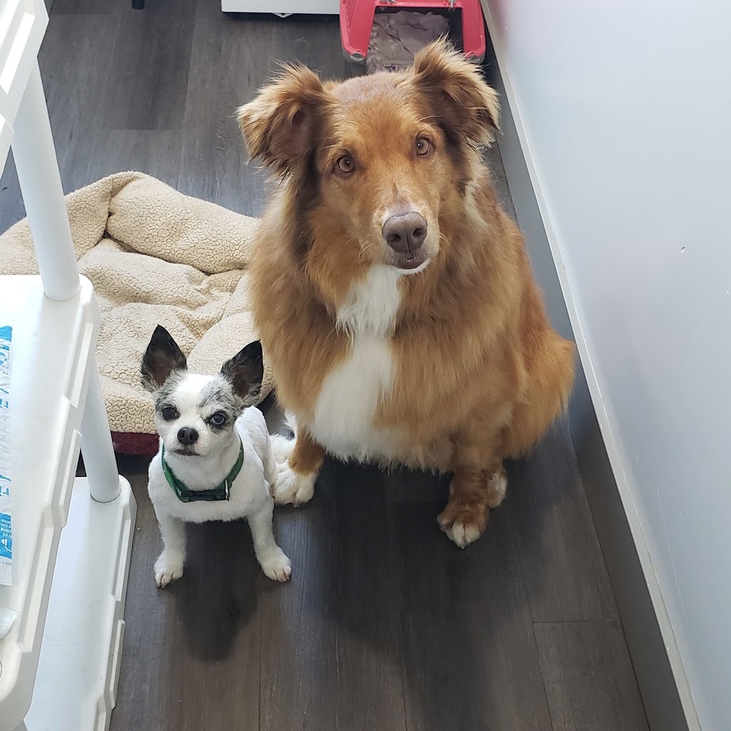 Beaumont Grooming Dogs | 5424 66 St, Beaumont, AB T4X 2X6, Canada | Phone: (587) 545-6868