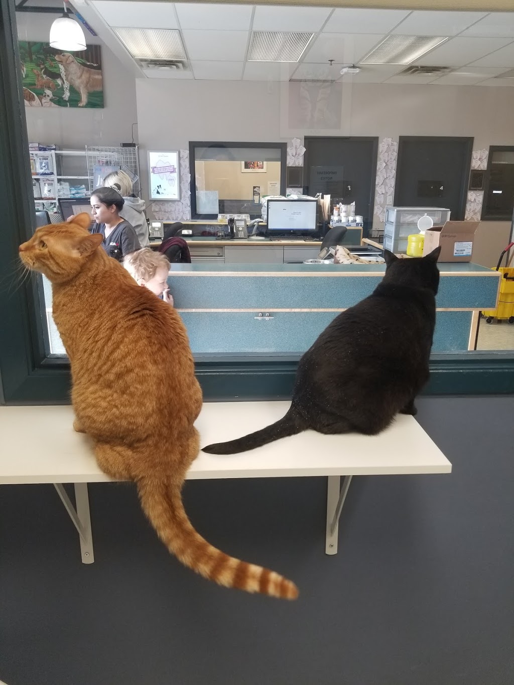 VCA Canada Harvest Hills Animal Hospital | 500 Country Hills Blvd NE #711, Calgary, AB T3K 4Y7, Canada | Phone: (403) 226-5522