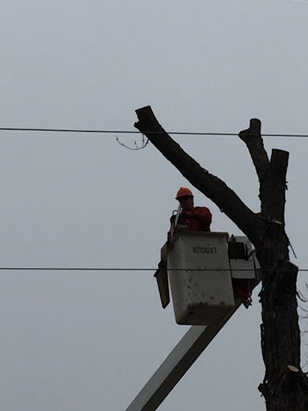 Timbertech Tree Care | 654 Airport Rd, Stirling, ON K0K 3E0, Canada | Phone: (613) 968-1897