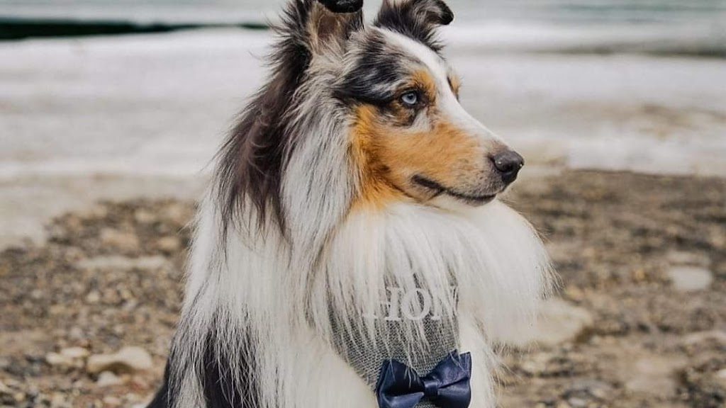 Nikkitas Dog Grooming (westpark) | 40 Wellington Pl, Fort Saskatchewan, AB T8L 0G2, Canada | Phone: (780) 667-5683