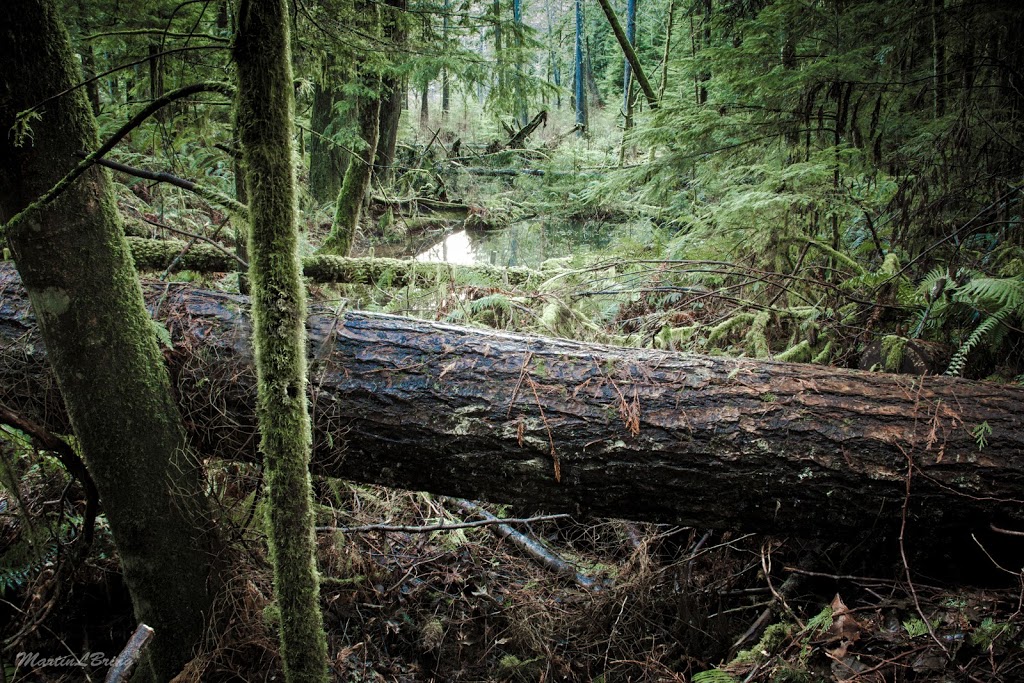 Stimpson Family Nature Reserve | 2076 Lake Louise Rd, Bellingham, WA 98229, USA | Phone: (360) 778-5850