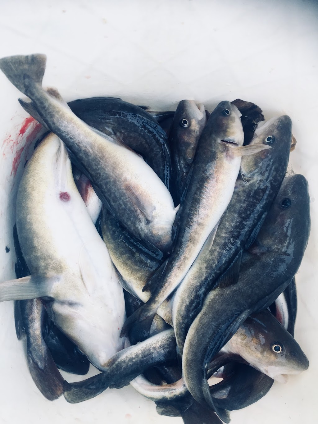 Centre de Pêche Robert Mailhot | 125 Rue Sainte-Anne Gd, Sainte-Anne-de-la-Pérade, QC G0X 2J0, Canada | Phone: (418) 325-2217
