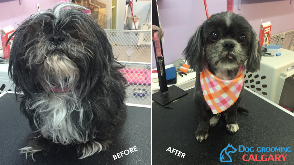 Dog Grooming Calgary | 2106, 380 Canyon Meadows Dr SE, Calgary, AB T2J 7C3, Canada | Phone: (587) 997-6274