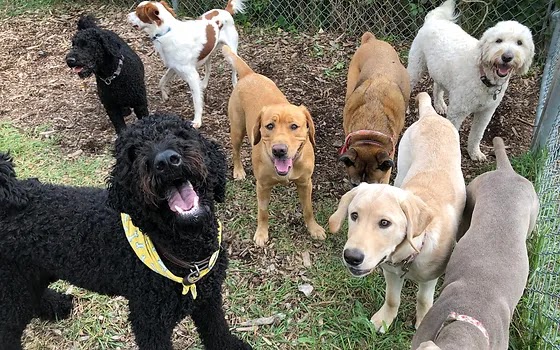 Alicia & Henrys Pet Care | 239 James St S, St. Marys, ON N4X 1B4, Canada | Phone: (519) 949-3896