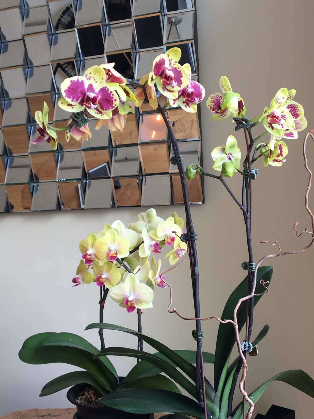 Backhealer | 3586 W 4th Ave, Vancouver, BC V6R 1N7, Canada | Phone: (604) 366-4743