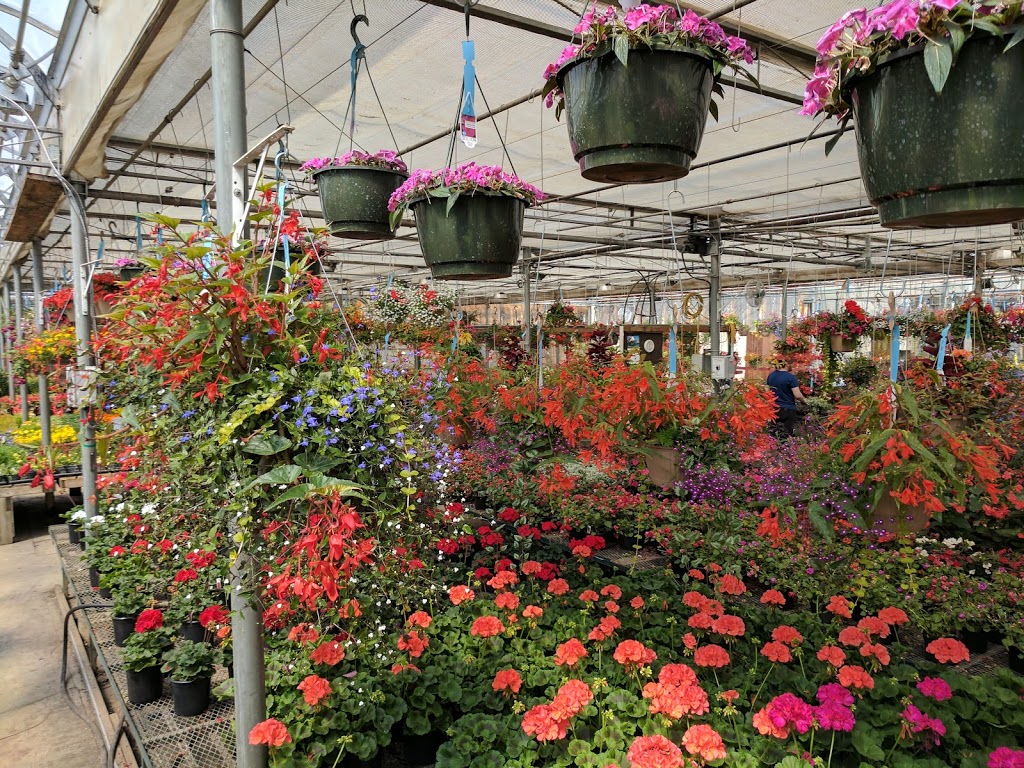 South Cooking Lake Greenhouses | 22324 Hwy 14, Sherwood Park, AB T8C 1H4, Canada | Phone: (780) 922-6765