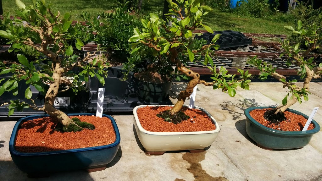 Bonsai Enr (Les) | 570 3e Rang O, Saint-Joachim-de-Shefford, QC J0E 2G0, Canada | Phone: (450) 539-3681