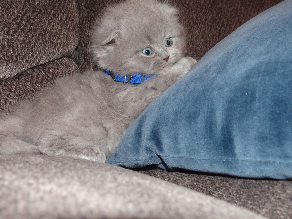 Breeder Smartcats Canada | Code Cres, Carleton Place, ON K7C 0A4, Canada | Phone: (819) 665-2604