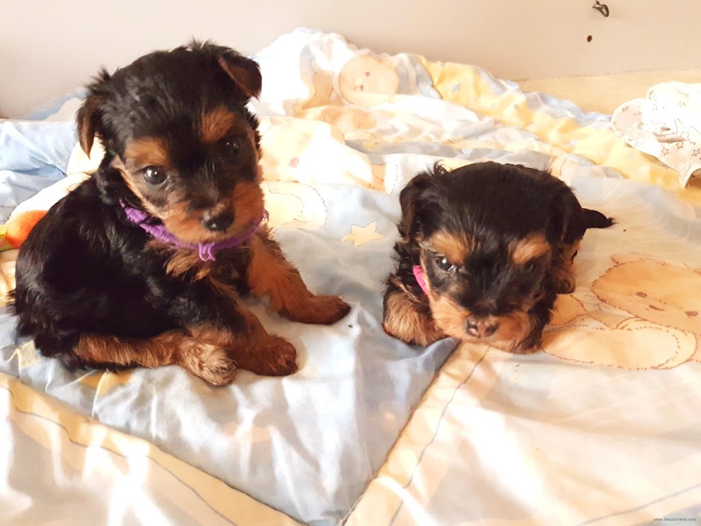 ileauxchiens | 220 Rte Ployart, Durham-Sud, QC J0H 2C0, Canada | Phone: (450) 297-2584