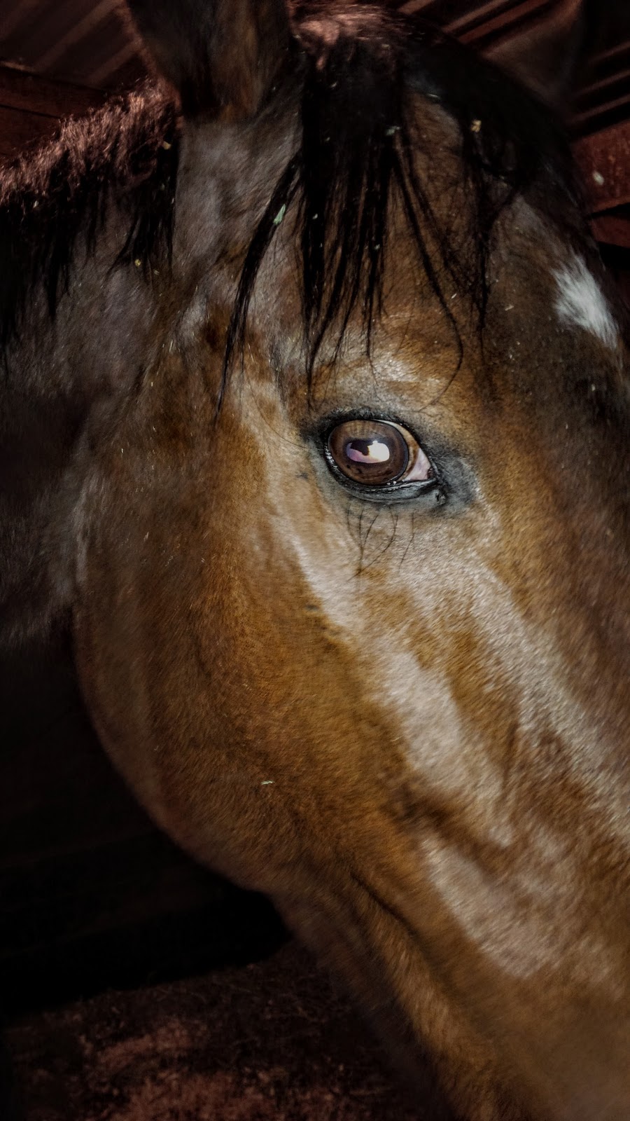Ontario Equine Cremation Services | 4844 Marion St, Dorchester, ON N0L 1G4, Canada | Phone: (519) 268-2989