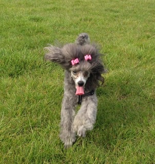 Joyful Tails Grooming Salon | 7475 Lantzville Rd, Lantzville, BC V0R 2H0, Canada | Phone: (250) 619-8115