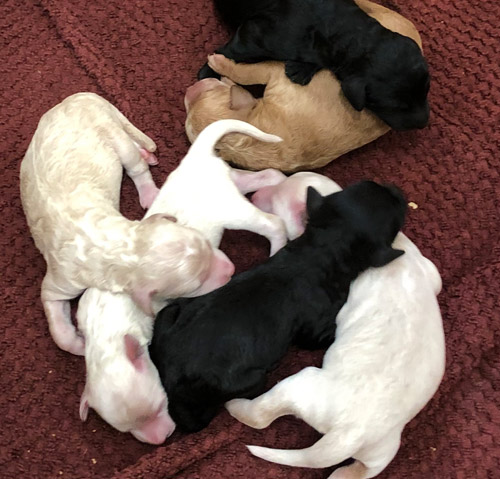 LTM Kennels | 541097 Concession 14 NDR, Chesley, ON N0G 1L0, Canada | Phone: (519) 270-3725