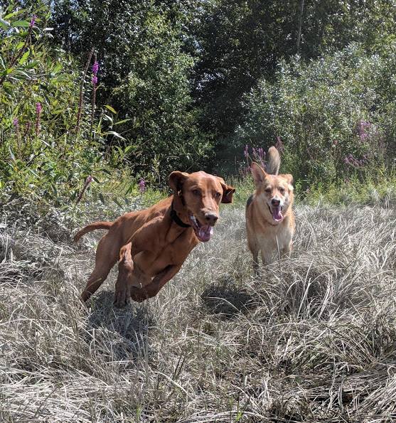 Pathfinder Pet Care & Dog Ranch | 13800 No. 3 Rd, Richmond, BC V7A 1X6, Canada | Phone: (778) 991-9169