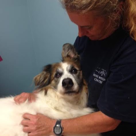 Canine Wellness Centre inc | 19 Sharpe St, Scarborough, ON M1N 3T7, Canada | Phone: (416) 690-1077