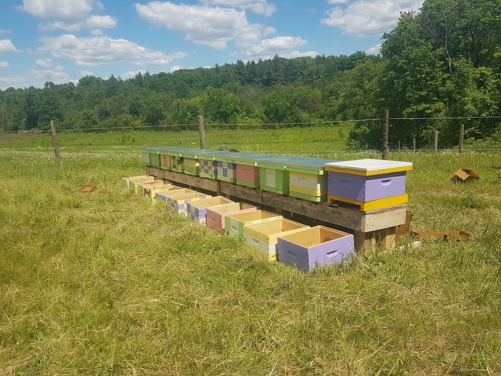 Happy Traills Farm | 228 Hall Settlement Rd, Plainfield, ON K0K 2V0, Canada | Phone: (613) 685-0247
