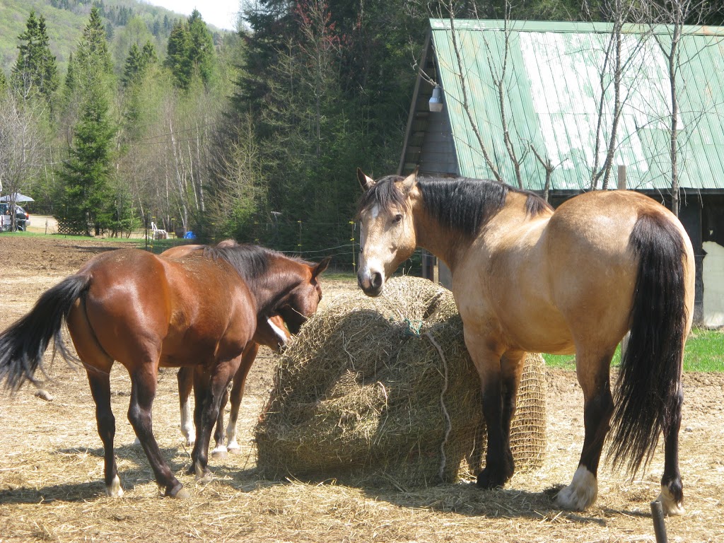 sentier du nouveau jour | 146 Chemin de la Sablière, Lantier, QC J0T 1V0, Canada | Phone: (855) 251-3858