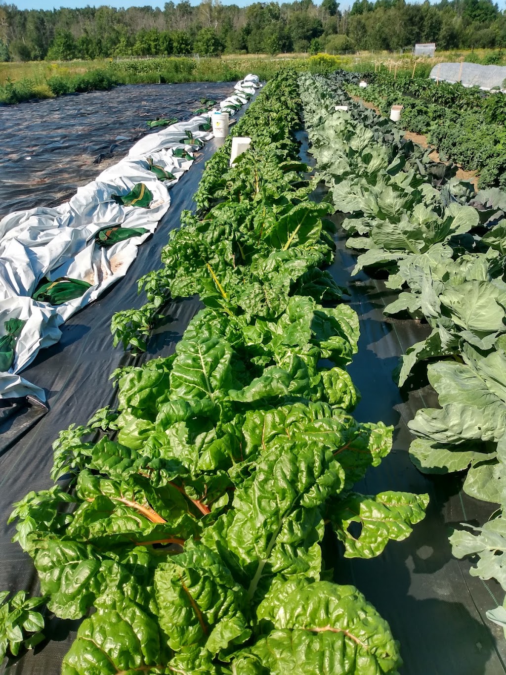 Veghead Farm | 18 Walgate Ave, Nepean, ON K2E 6M2, Canada | Phone: (613) 716-0939