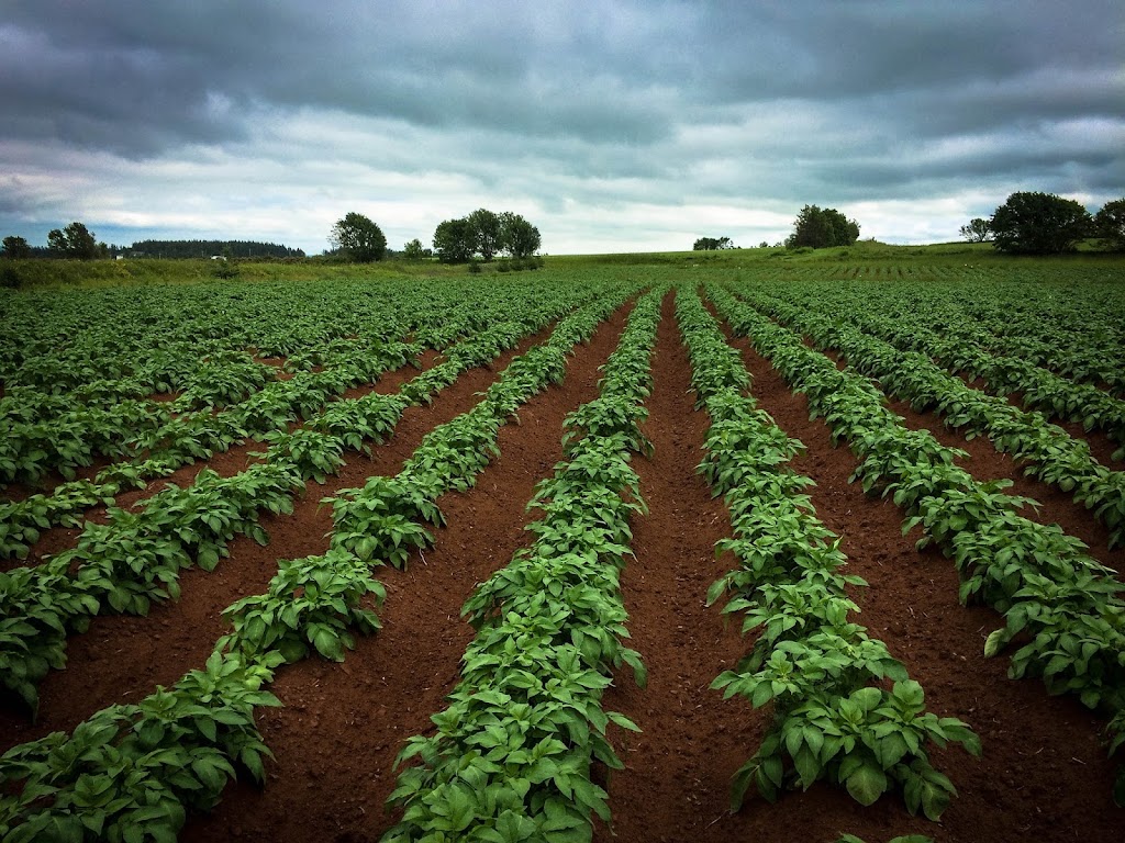 Blue Bay Farms Ltd. | 2942 Buntain Rd, New Glasgow, PE C0A 1N0, Canada | Phone: (902) 963-3311