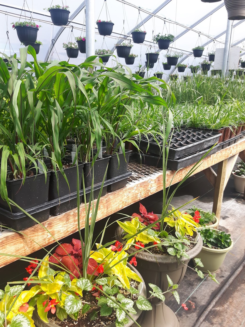Friendly Flowers Garden Ctr | NE-15-22-2E, Arborg, MB R0C 0A0, Canada | Phone: (204) 376-2727
