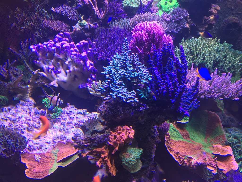 In2Deep Corals | 49 Palomino Dr, Brantford, ON N3P 1J6, Canada | Phone: (905) 981-9410